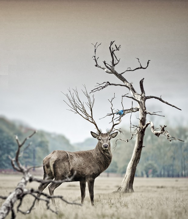 Nationaal Park de Hoge Veluwe hert