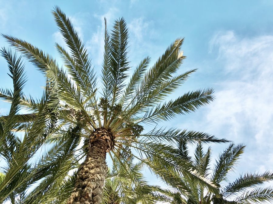 Palm trees vakantie