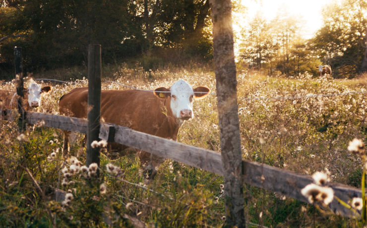 Heerlijk wandelen door het platteland van Zweden