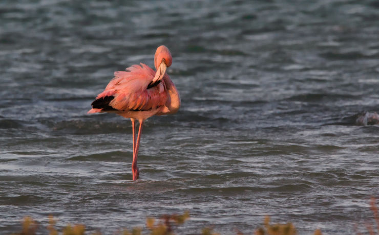 Je kijkt je ogen uit op Bonaire