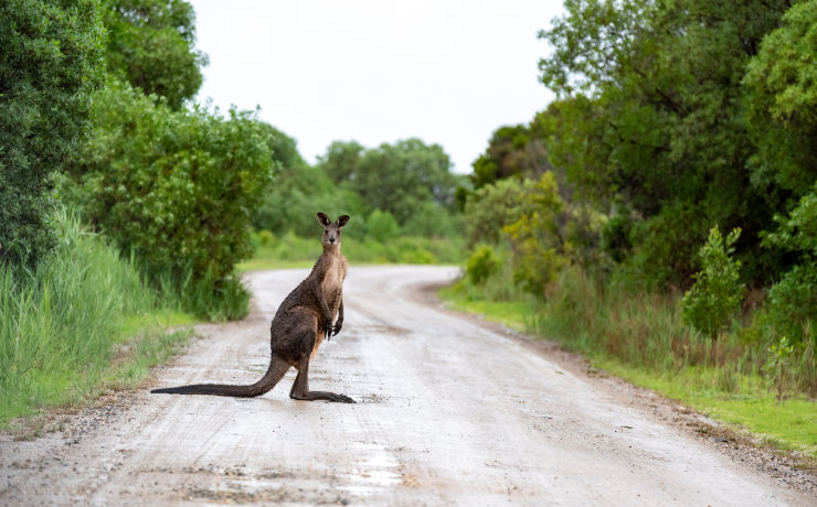 De diversiteit van Australië is genieten geblazen