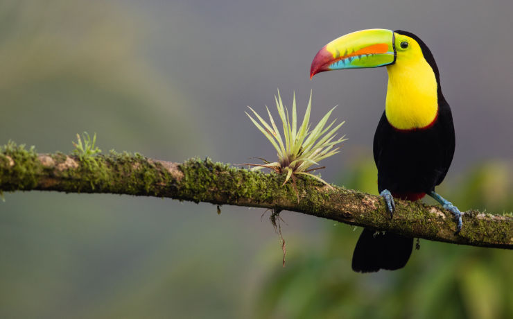 Een fly drive rondreis Costa Rica is onvergetelijk