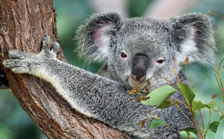 Ga er opuit tijdens een rondreis Australië