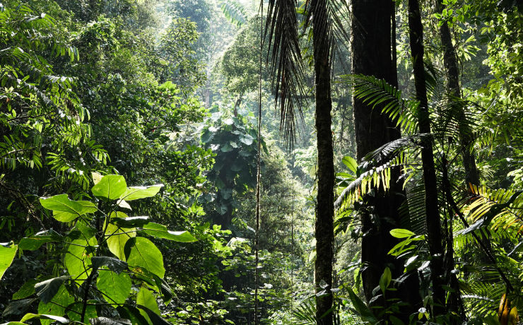 Maak zeker een tour door het tropisch regenwoud van Costa Rica