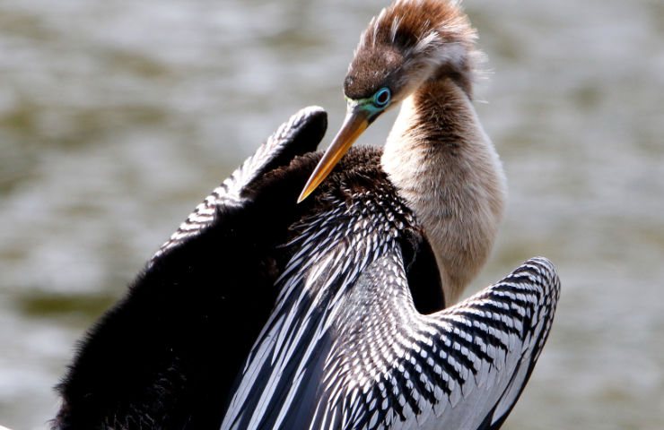 Anhinga watervogel - Slangenhalsvogel