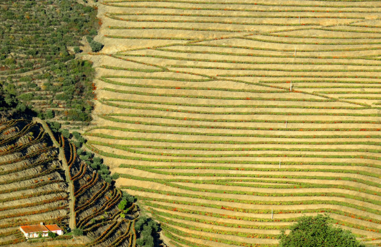Tip de Douro vallei in Portugal